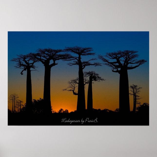 Baobabs de Madagascar Poster (Front)