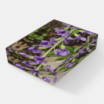 Baptisia
