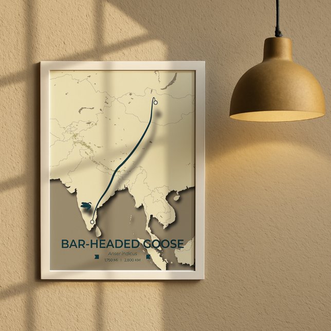 Bar-headed Goose Migration Map – Minimalist Poster (Creator Uploaded)