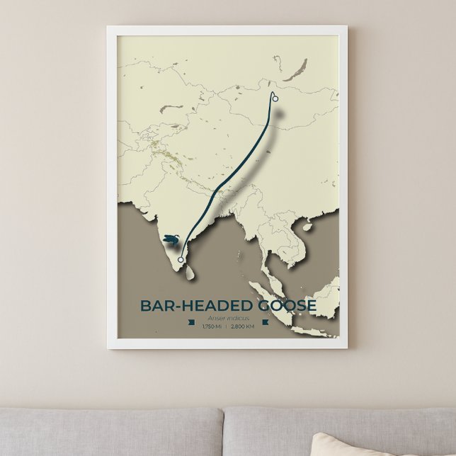 Bar-headed Goose Migration Map – Minimalist Poster (Creator Uploaded)