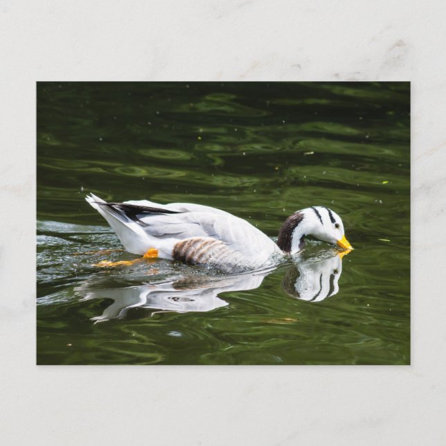 Bar-Headed Goose Postcard (Front)