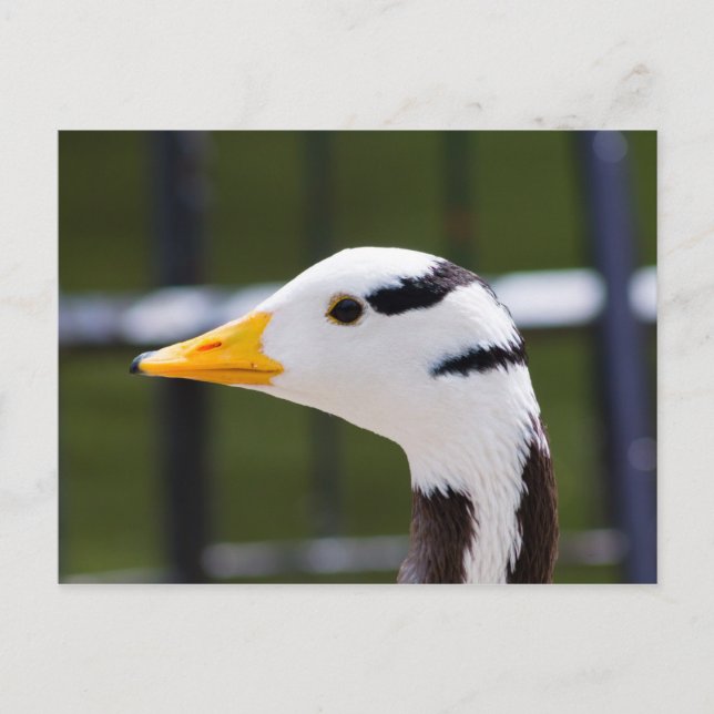 Bar-headed Goose Postcard (Front)
