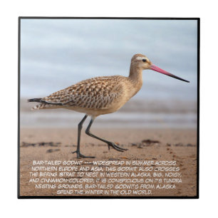 Bar-tailed Godwit  Ceramic Tile