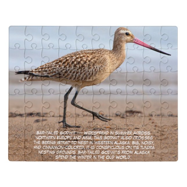 Bar-tailed Godwit  Jigsaw Puzzle (Puzzle Horizontal)