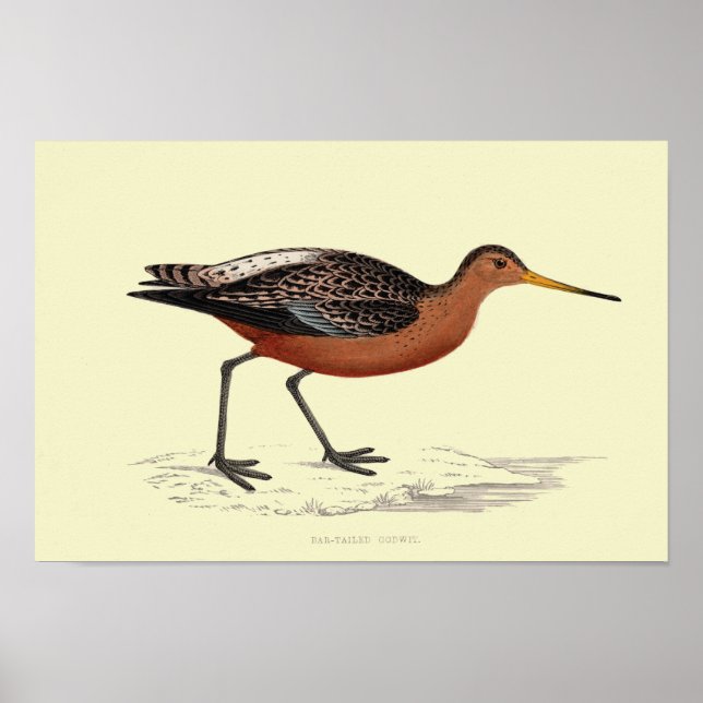 BAR-TAILED GODWIT PRINT (Front)