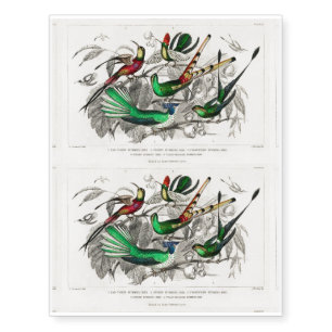 Bar-Tailed Humming Bird, Stoke Humming Bird, Under Temporary Tattoos