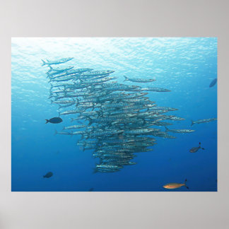 Baraccuda Party Poster