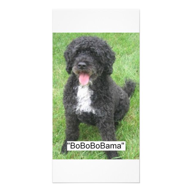 Barack Obama Portuguese Water Dog Card (Front)