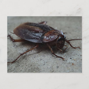 Barata Cucaracha Cockroach Postcard