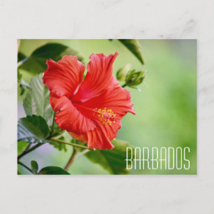 Barbados hibiscus flower postcard