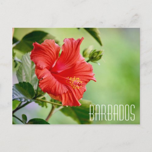 Barbados hibiscus flower postcard