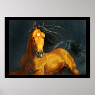 Horse Coat Colors Poster