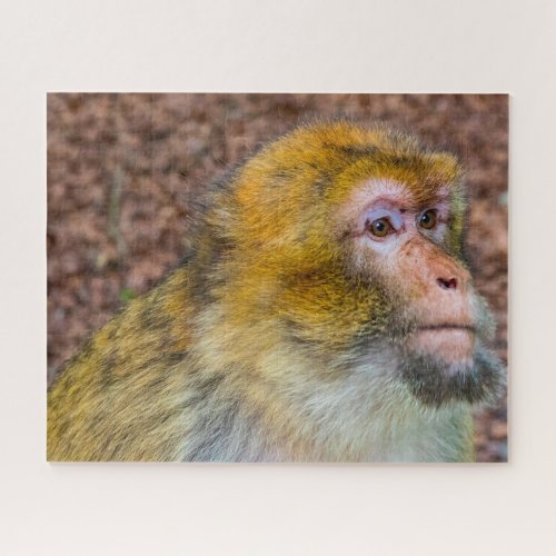 Barbary Apes Jigsaw Puzzle