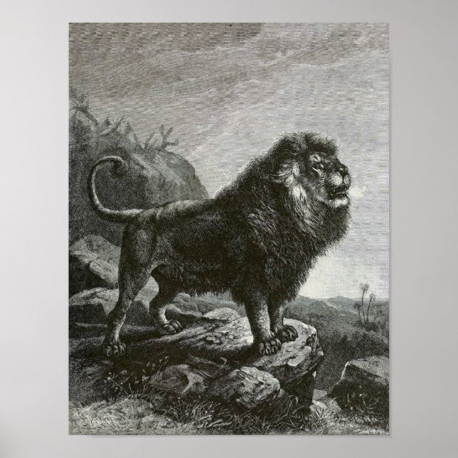 Barbary Lion Poster (Front)