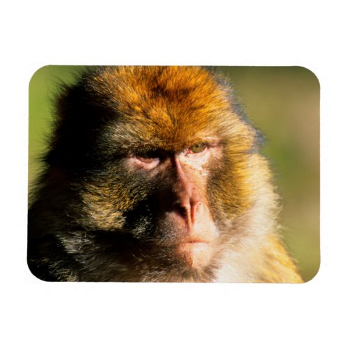 Barbary Macaque Macaca Sylvanus Portrait Magnet