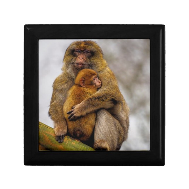Barbary macaque mum and baby gift box (Front)