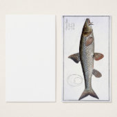 Barbel (Cyprinus Barbus) plate XVIII from 'Ichthyo (Front & Back)