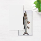 Barbel (Cyprinus Barbus) plate XVIII from 'Ichthyo (Desk)