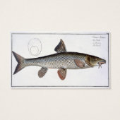 Barbel (Cyprinus Barbus) plate XVIII from 'Ichthyo (Back)