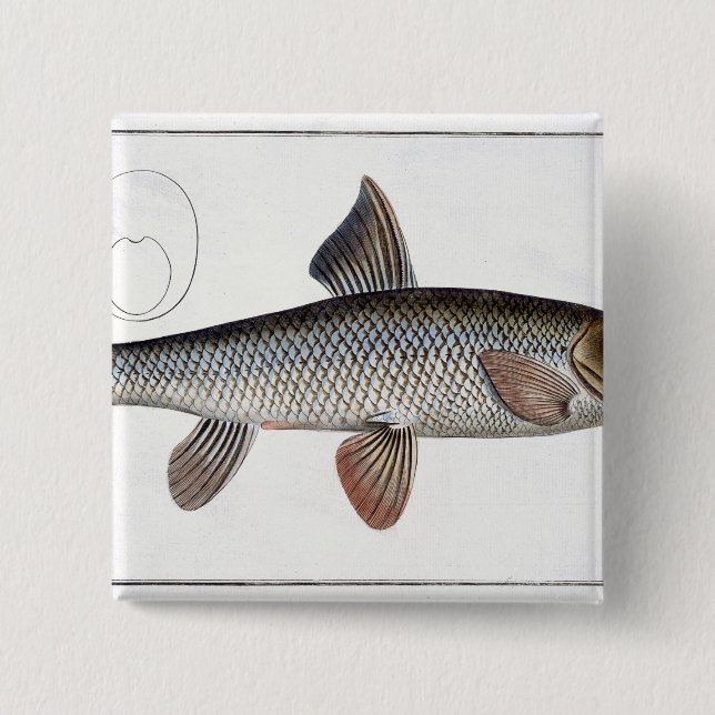 Barbel (Cyprinus Barbus) plate XVIII from 'Ichthyo Pinback Button (Front)
