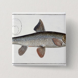 Barbel (Cyprinus Barbus) plate XVIII from 'Ichthyo Pinback Button