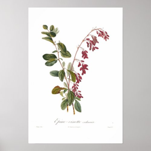 Barberry Poster