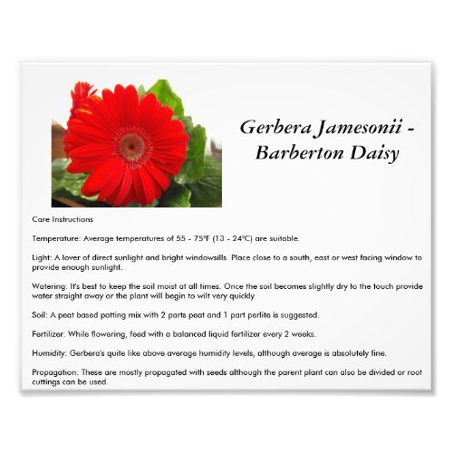 Barberton Daisy Care Instructions Photo Print
