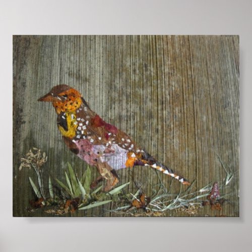 Barbet Bird Poster