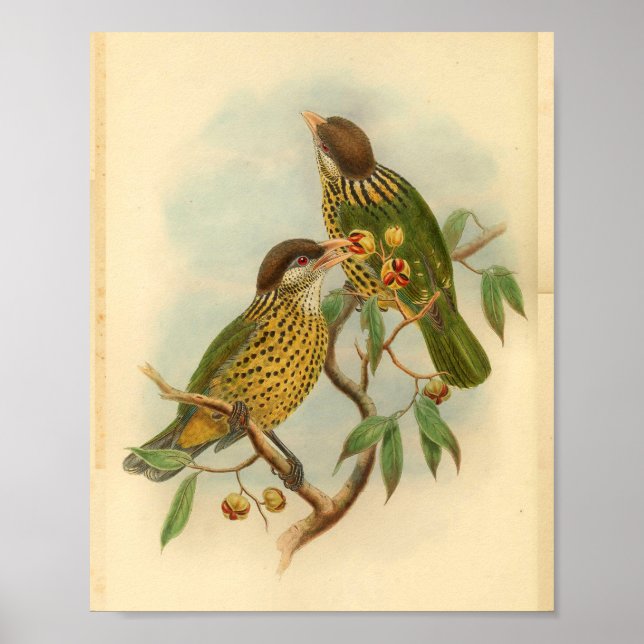 Barbet Cat Bird Green Yellow Vintage Print (Front)