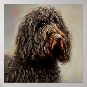 Barbet - Dog Portrait Poster