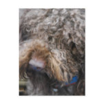 Barbet  Postcard