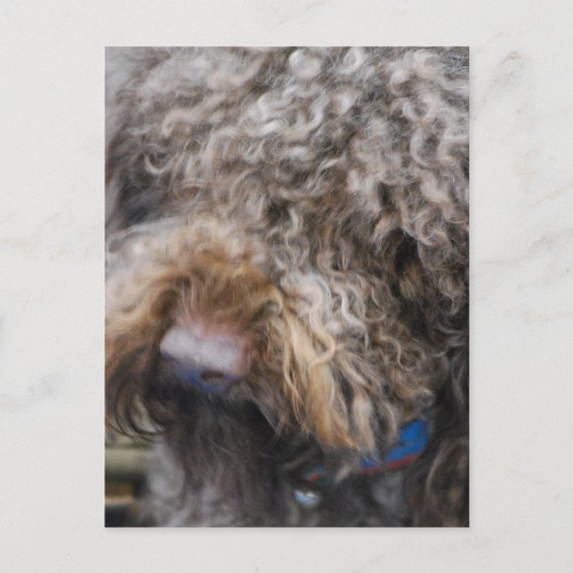 Barbet  Postcard (Front)