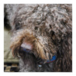Barbet Poster