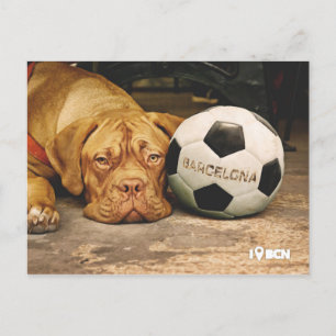 Barcelona's soccer fanatic dog postcard