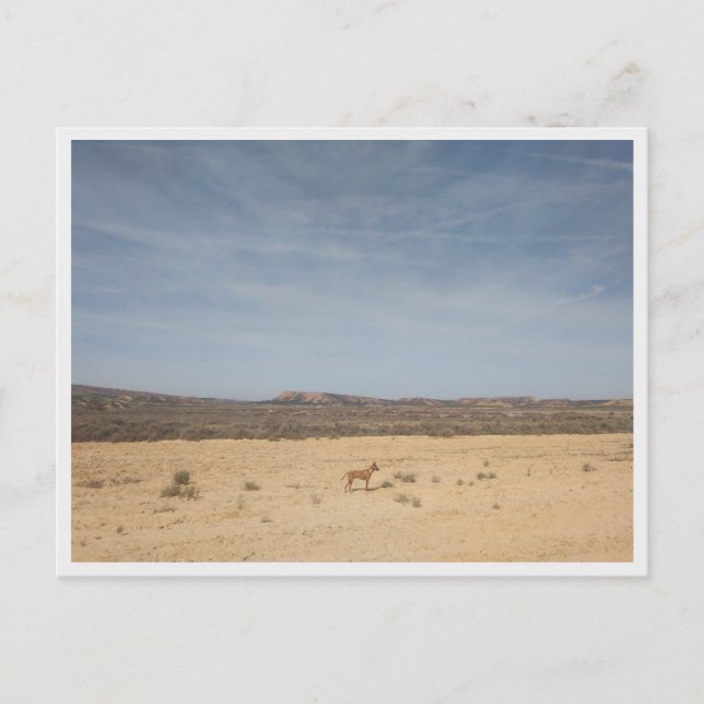 Bardenas Reales (Spain) Postcard (Front)