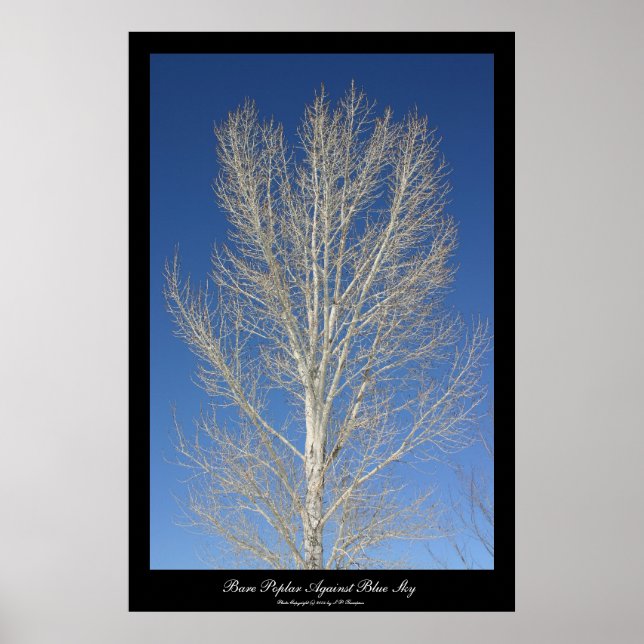 Bare Poplar Against Blue Sky Poster (Front)