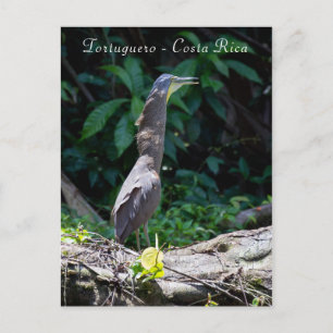 Bare-Throated Tiger Heron in Tortuguero Postcard