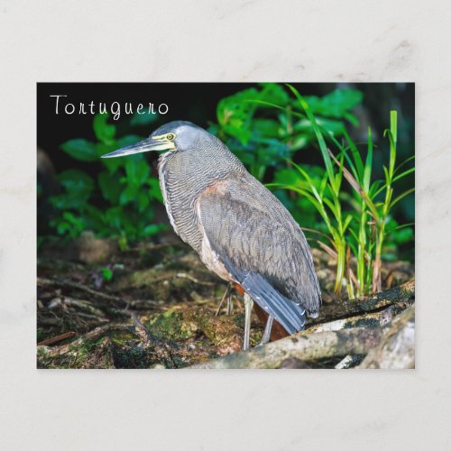 Bare_Throated Tiger Heron in Tortuguero Postcard