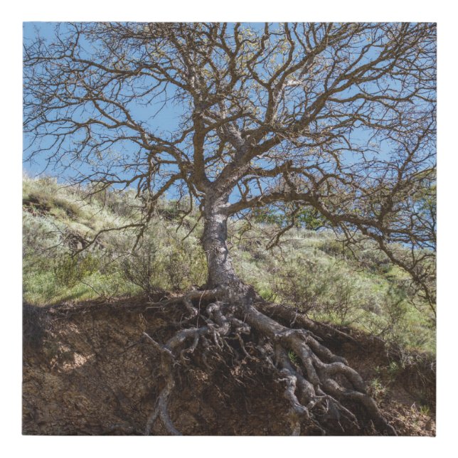 Bare tree on mountain during day faux canvas print