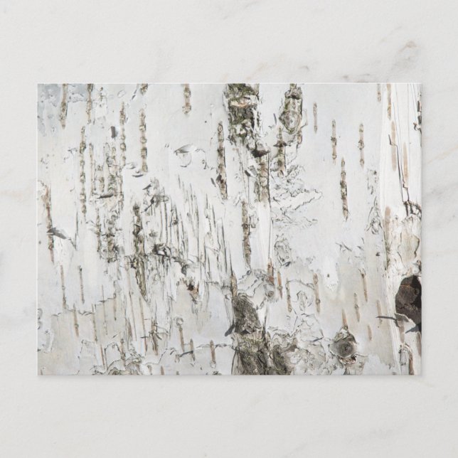 BARK BIRCH POSTCARD (Front)