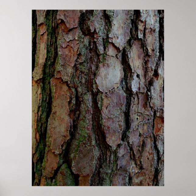 Bark of a Georgia Pine Poster (Front)