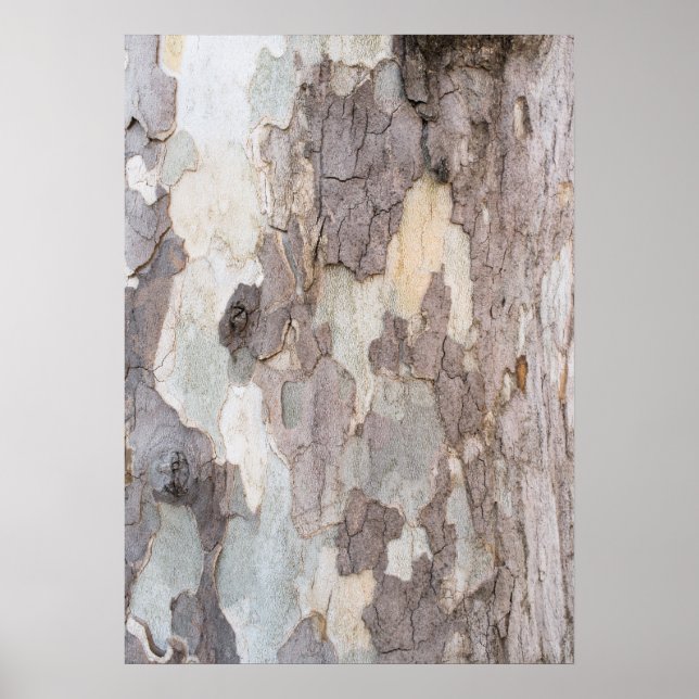 Bark of plane tree poster (Front)