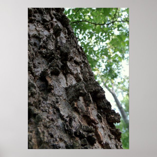 Bark on a Tree Poster (Front)