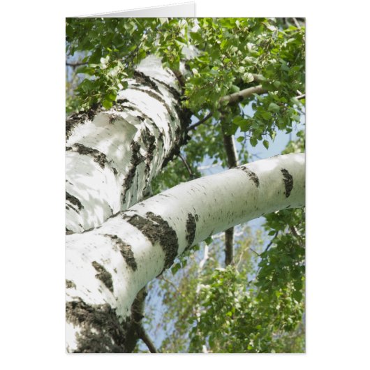 BARK TREE CARDS (Front)