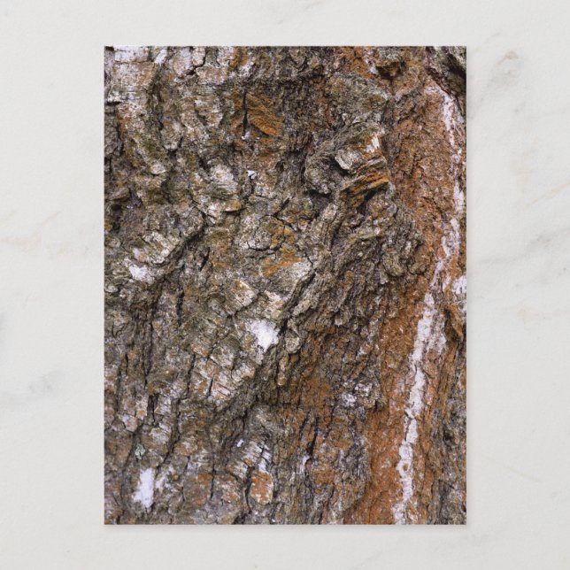 Bark tree postcard (Front)