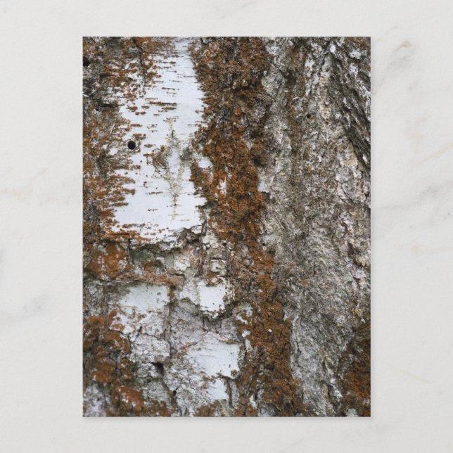 Bark tree postcard (Front)