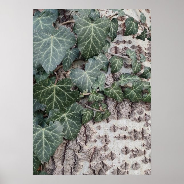 Bark wooden pattern poster (Front)