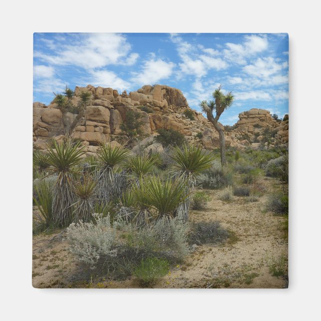 Barker Dam Loop Trail at Joshua Tree National Park Magnet (Front)