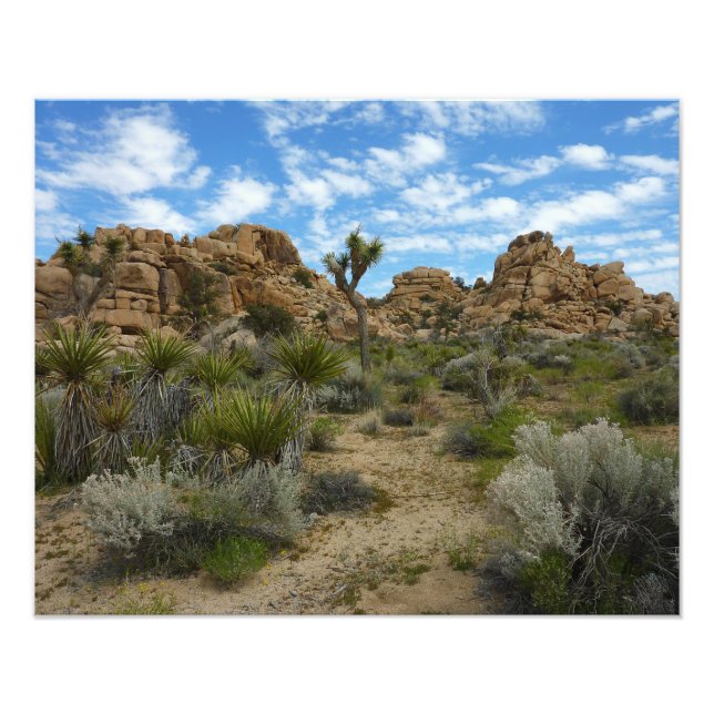 Barker Dam Loop Trail at Joshua Tree National Park Photo Print (Front)