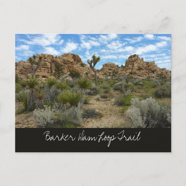 Barker Dam Loop Trail at Joshua Tree National Park Postcard (Front)